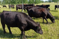 Шотландцы с рассказовской пропиской: коров абердин-ангусской породы разводят тамбовские фермеры