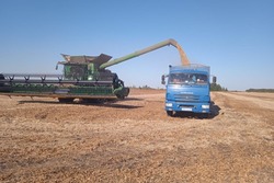 Аграрный успех: токаревцы демонстрируют высокую урожайность сельхозкультур 