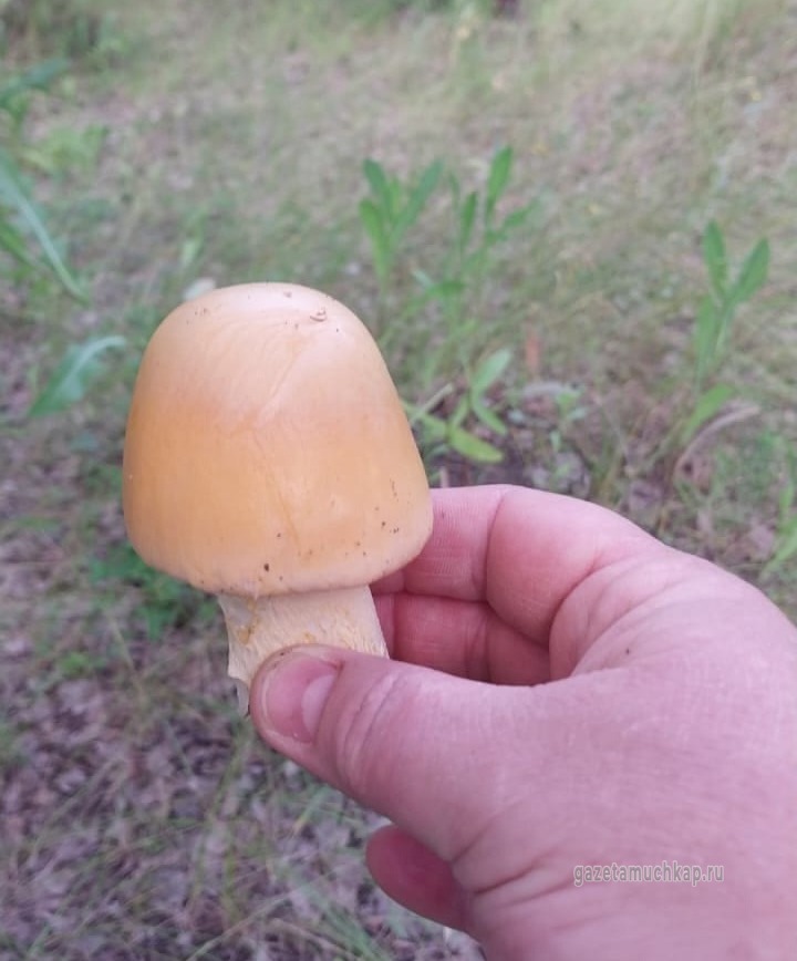 На тихую охоту вышли мучкапцы