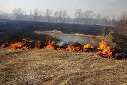 В Тамбовской области усилен контроль за выжиганием сухой травы