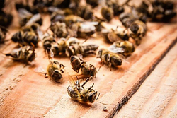 В Тамбовской области взята на контроль ситуация с массовой гибелью пчёл