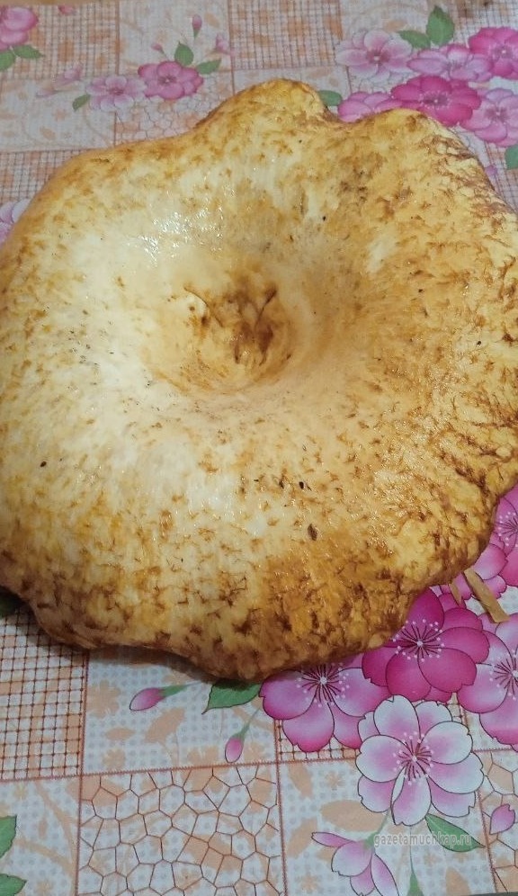 Гигантские грибы собирают мучкапцы