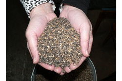 Тамбовские лесхозы заготовили более 550 кг семян сосны