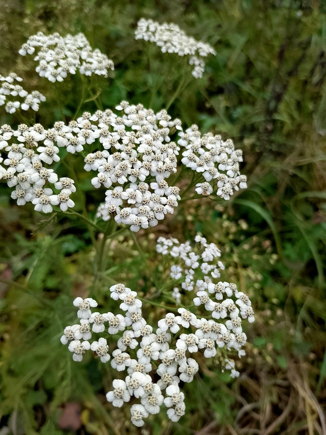 Декабрьский тысячелистник
