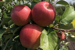 На Тамбовщине начали убирать урожай яблок