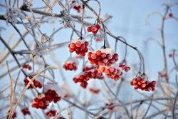 23 февраля в Тамбове ожидается до 27 градусов мороза