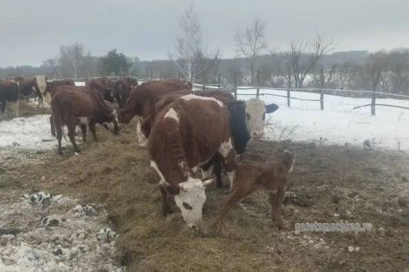 Личное стадо фермера насчитывает более 40 голов КРС.