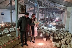 Фермер из Петровского округа закупил цыплят в Крыму