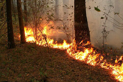 В Тамбовской области за год выгорело более 100 гектаров леса