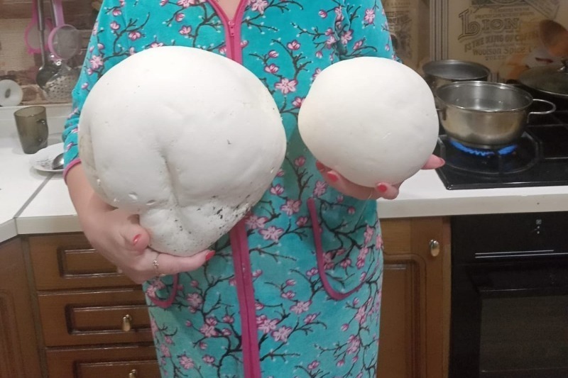 Гриб-гигант принесла домой из леса жительница Уварова