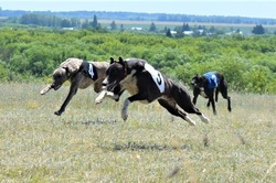 Любительские бега борзых собак пройдут в Мордовском округе