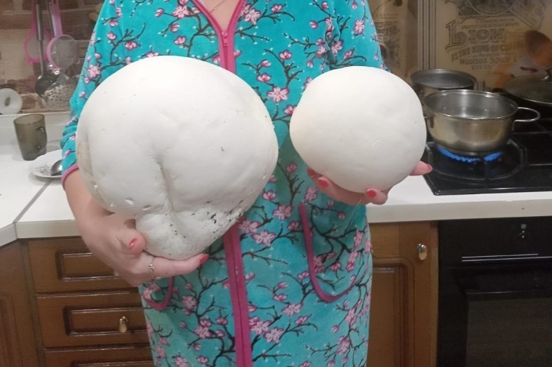 Жительница Уварова нашла гигантский гриб 