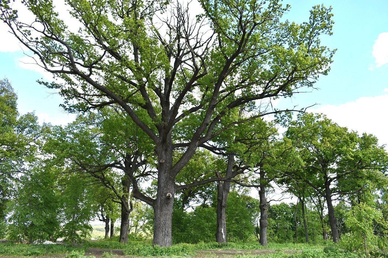 Один из вековых дубов-исполинов Воронцовского парка