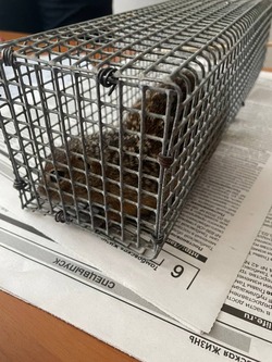 13 краснокнижных сусликов переселили с набережной Тамбова в заповедник