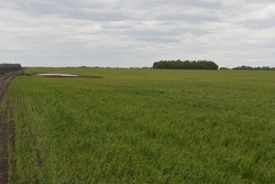 Майские заморозки побили в Петровском МО больше 6,5 тысяч га посевов