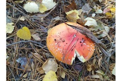 В Тамбовской области отравились грибами 11 человек