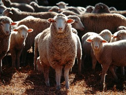 Житель Знаменского округа похитил 39 овец, разбежавшихся по трассе после ДТП