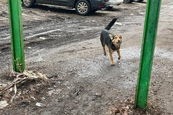 Собака бывает кусачей: тамбовчане просят защиты от бездомных животных 
