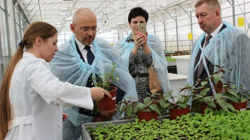 тепличный комплекс мичуринский. тепличный комплекс мичуринский тамбовская область. тепличный комплекс мичуринский тамбовская область. тк мичуринский тепличный комплекс. предприятие которое выращивает сельскохозяйственную продукцию.