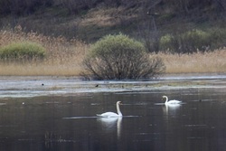 В Уварове поселилась пара лебедей