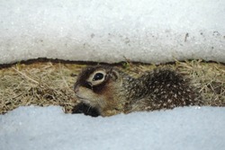 В заповеднике «Воронинский» у крапчатых сусликов закончился сончас