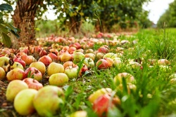 В садоводческих хозяйствах региона собрано свыше 4,3 тысяч тонн яблок