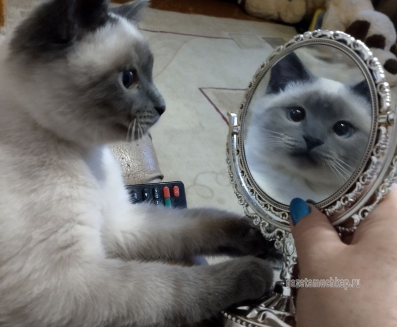 На снимке Барсик