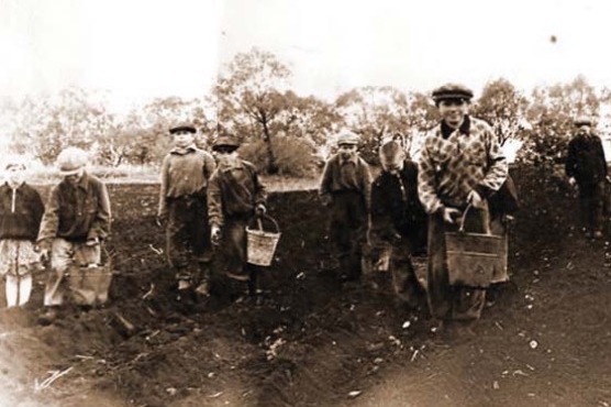 Школьники на посадке картофеля, Тамбовская область, 1944 г.