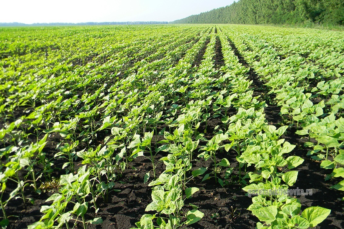 подпосевной. расширенный посев. фото посевные площади сафлора. плодородные почвы поволжья. посевные поля.