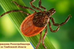 Более двух тысяч тамбовчан пострадали от укусов клещей