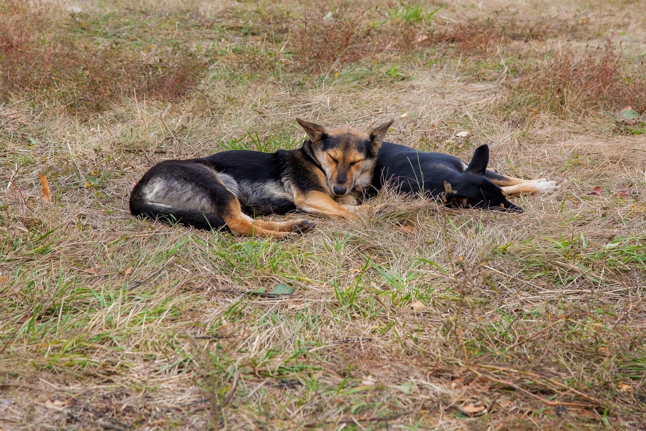 Купить Чуносова Щенка В Тамбове И Области
