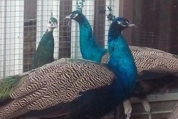 Экзотический птичий двор: жительница Рассказова разводит павлинов и фазанов