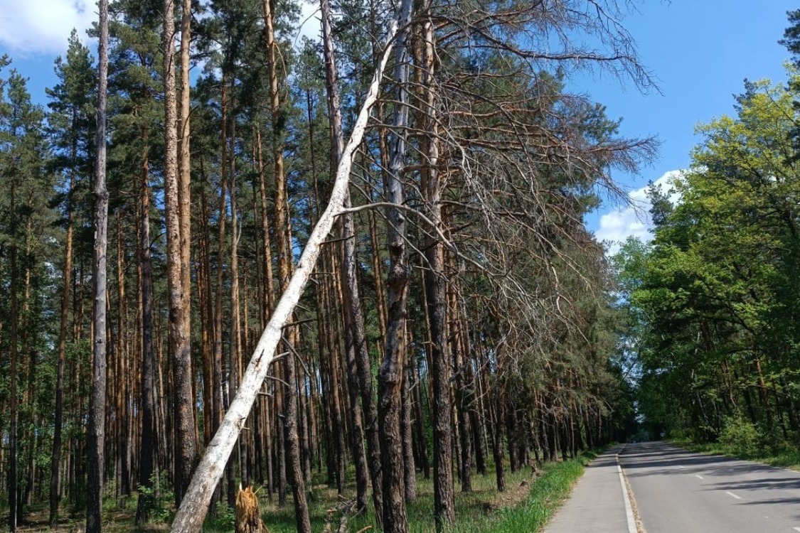 дорога к кладбищу г.Котовска