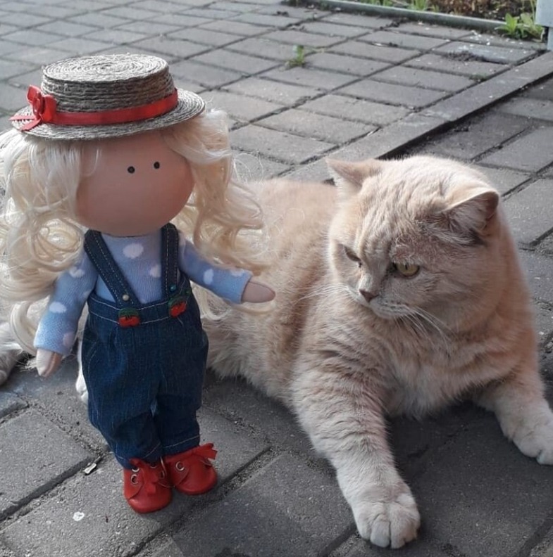 Кот  не против, чтобы рядом с ним  была кукла
