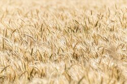 Тамбовщина занимает третье место среди регионов ЦФО по качеству зерновых культур