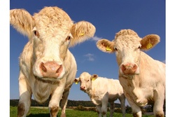 Тамбовская область получит 56 млн рублей на поддержку молочного животноводства