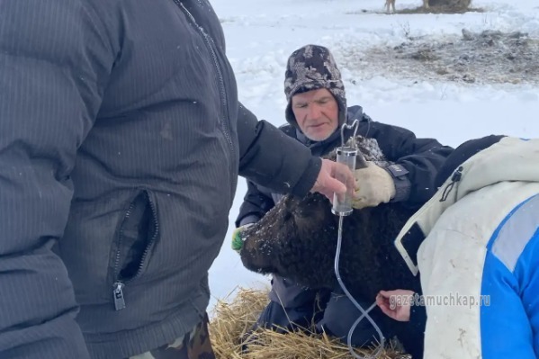  Сергей Щукин с ветеринарами помогает лечить послеродовой парез у коровы.