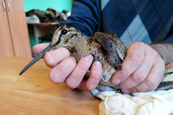Подстреленного охотниками вальдшнепа спасли в Центре охраны хищных птиц