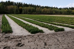 В министерстве природных ресурсов отметили хорошо организованную в Тамбовской области работу по созданию лесных культур