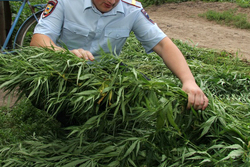 Попались на марихуане: на Тамбовщине полицейские продолжают изымать у местных жителей наркотические средства