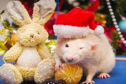 Наступающий год обещает быть успешным. А как Год крысы воспринимают известные тамбовчане?