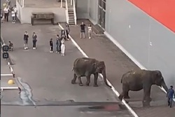 Тамбовчане пожаловались на разгуливающих в центре города слонов
