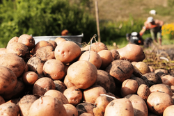 Урожай тамбовского картофеля – 130 тысяч тонн