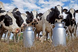 В Тамбовской области растёт производство молока