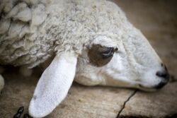 В Пичаевском районе бешенством заразилась овца