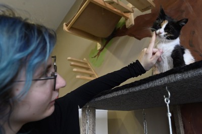 «Котейкино»: там, где мурлыканье снимает стресс, а кошкам ищут дом