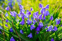 В тамбовской усадьбе пройдёт праздник первоцвета