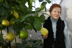 Страна Лимония в Бокино