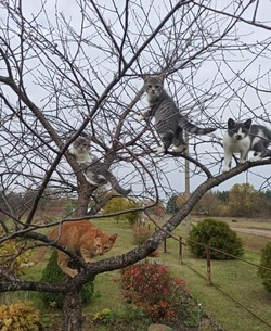 В Петровском округе обсуждают «прилетевших» на дерево котят