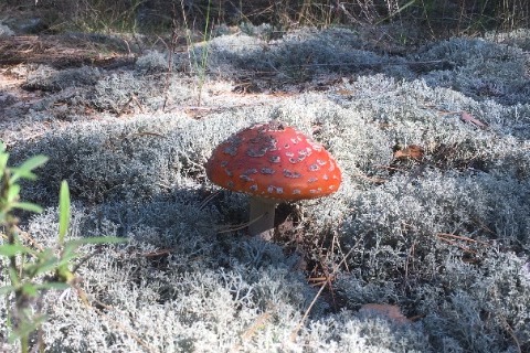 Гавриловским любителям тихой «охоты» напомнили об осторожности